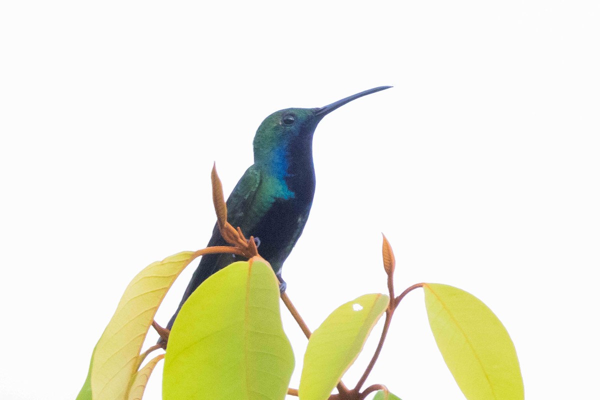 Black-throated Mango - ML536425121