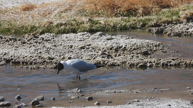 Mouette des Andes - ML536426311