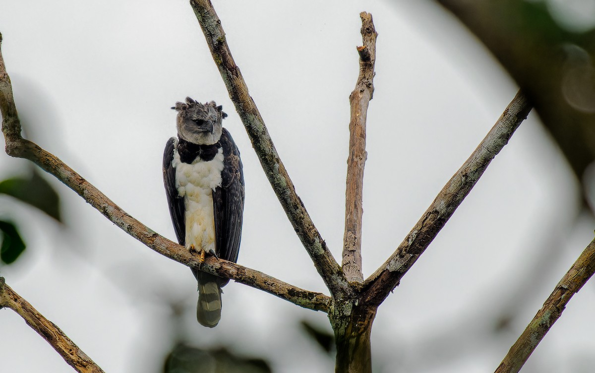 Harpy Eagle - ML536426381