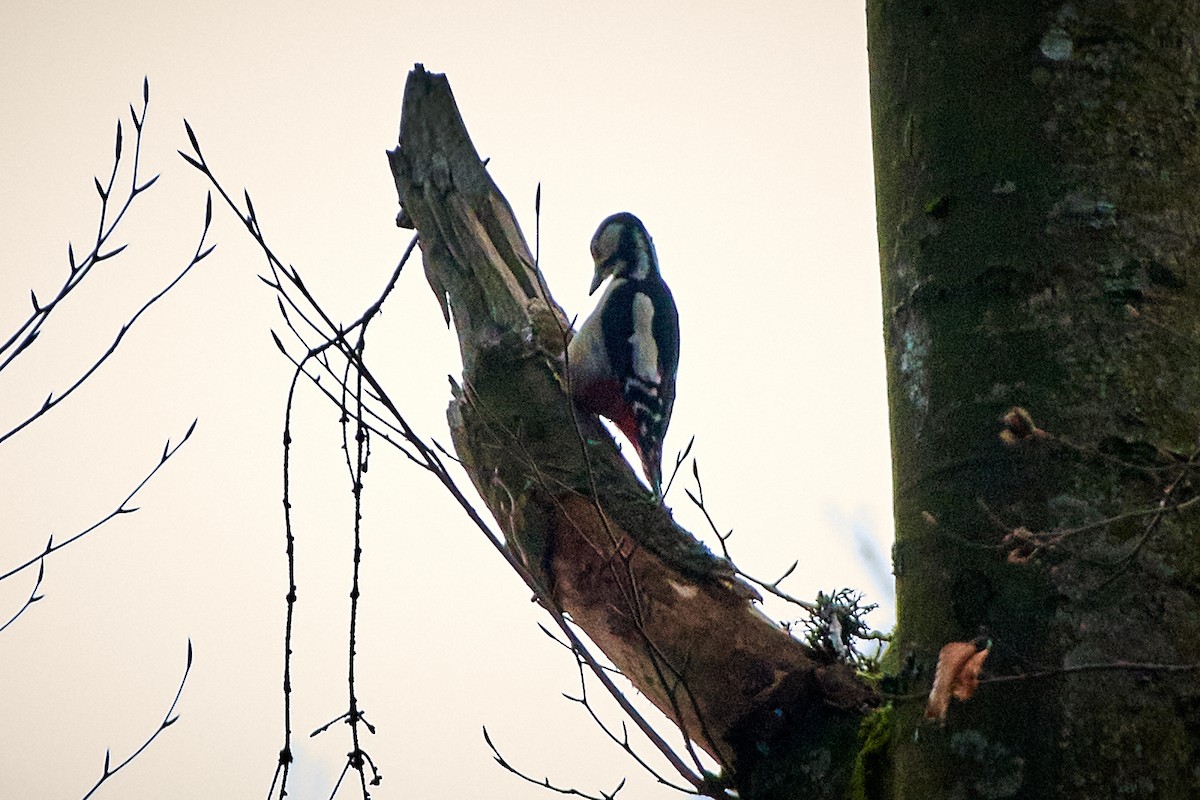 Great Spotted Woodpecker (Great Spotted) - ML536426711