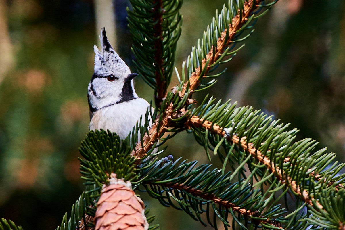 Crested Tit - Tomáš Grim