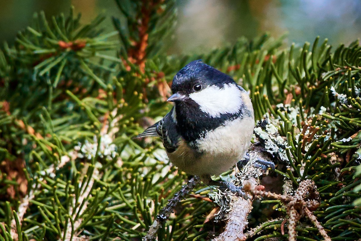 Coal Tit (Continental) - ML536426821