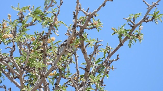 Conirostre des tamarugos - ML536427511