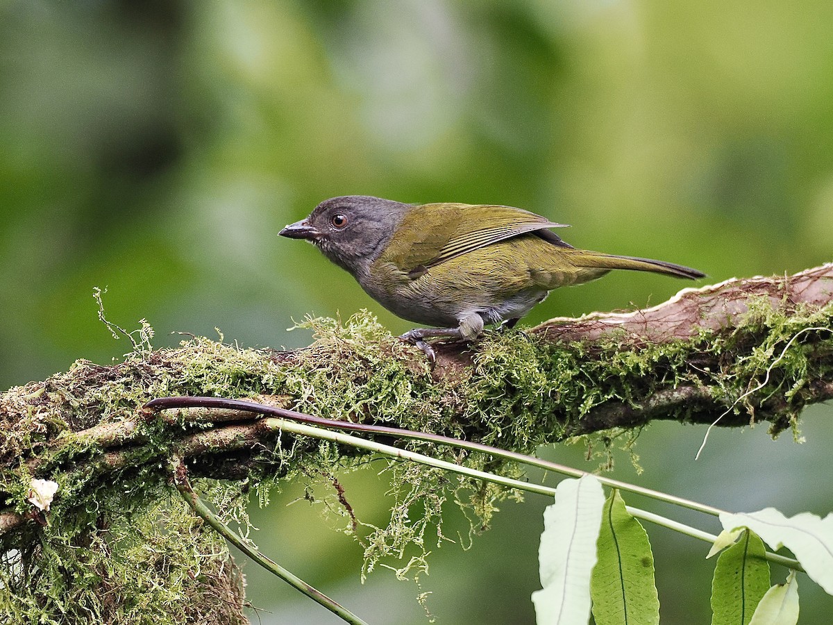 Dusky Chlorospingus - ML536428851