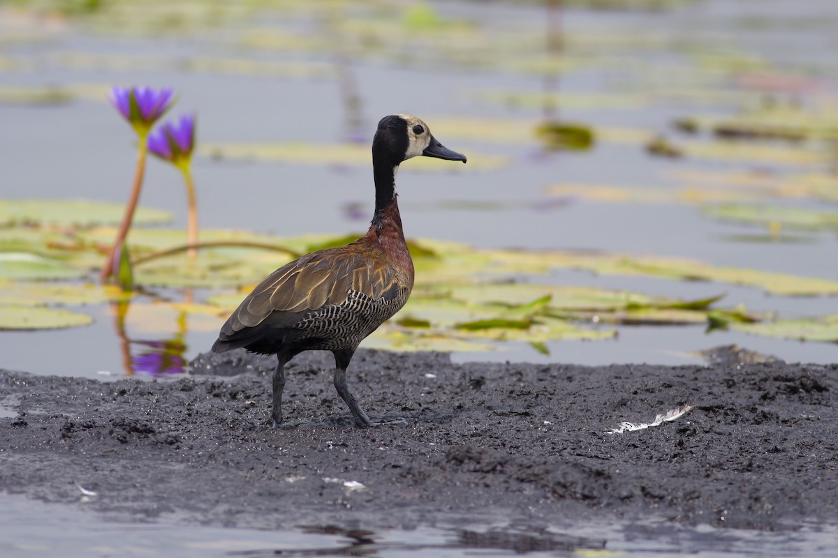 White-faced Whistling-Duck - Jonathan Onongo