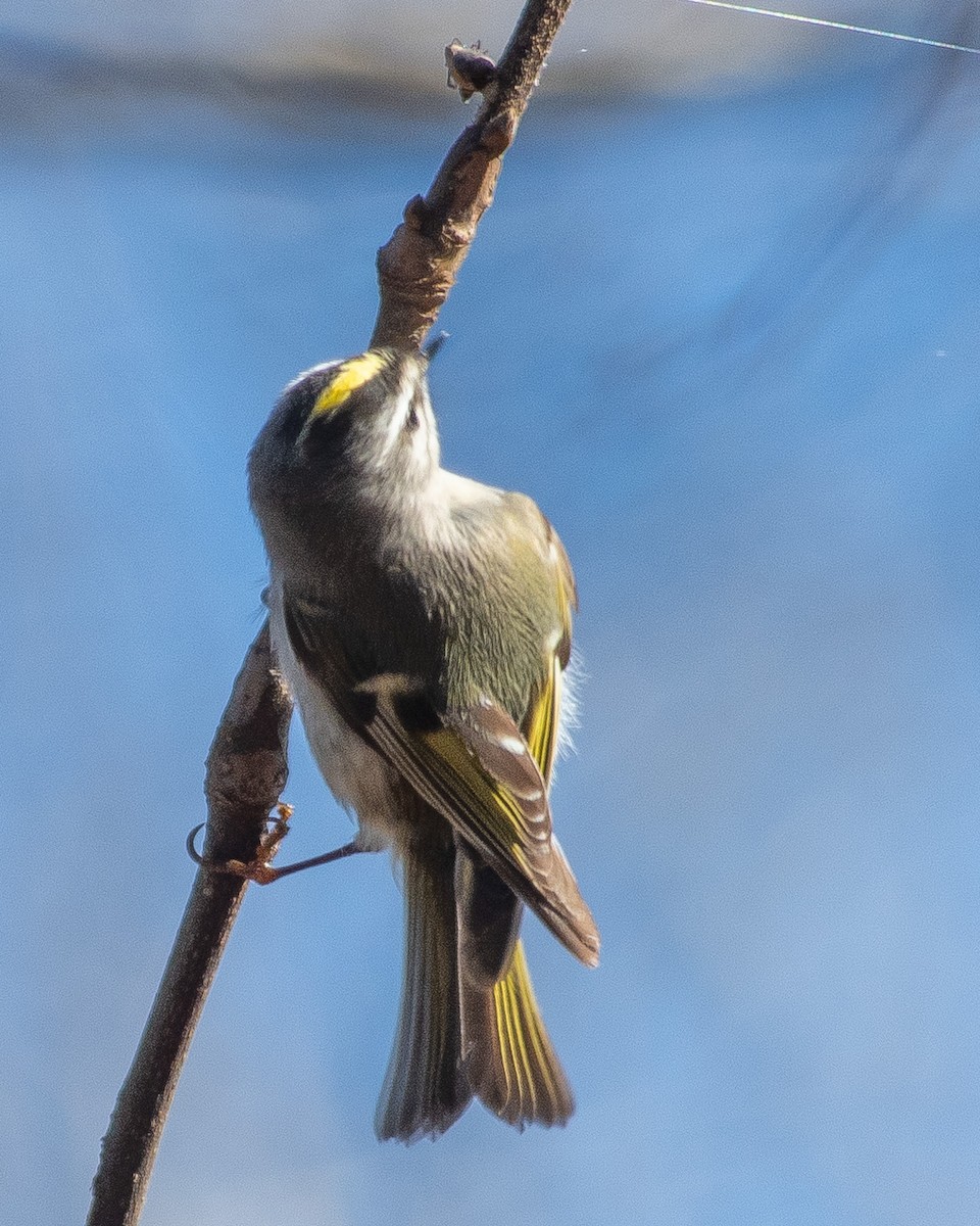 Golden-crowned Kinglet - ML536429451