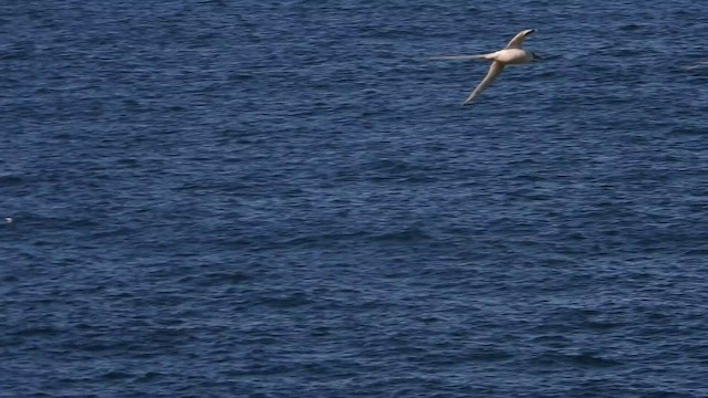 Red-billed Tropicbird - ML536430221