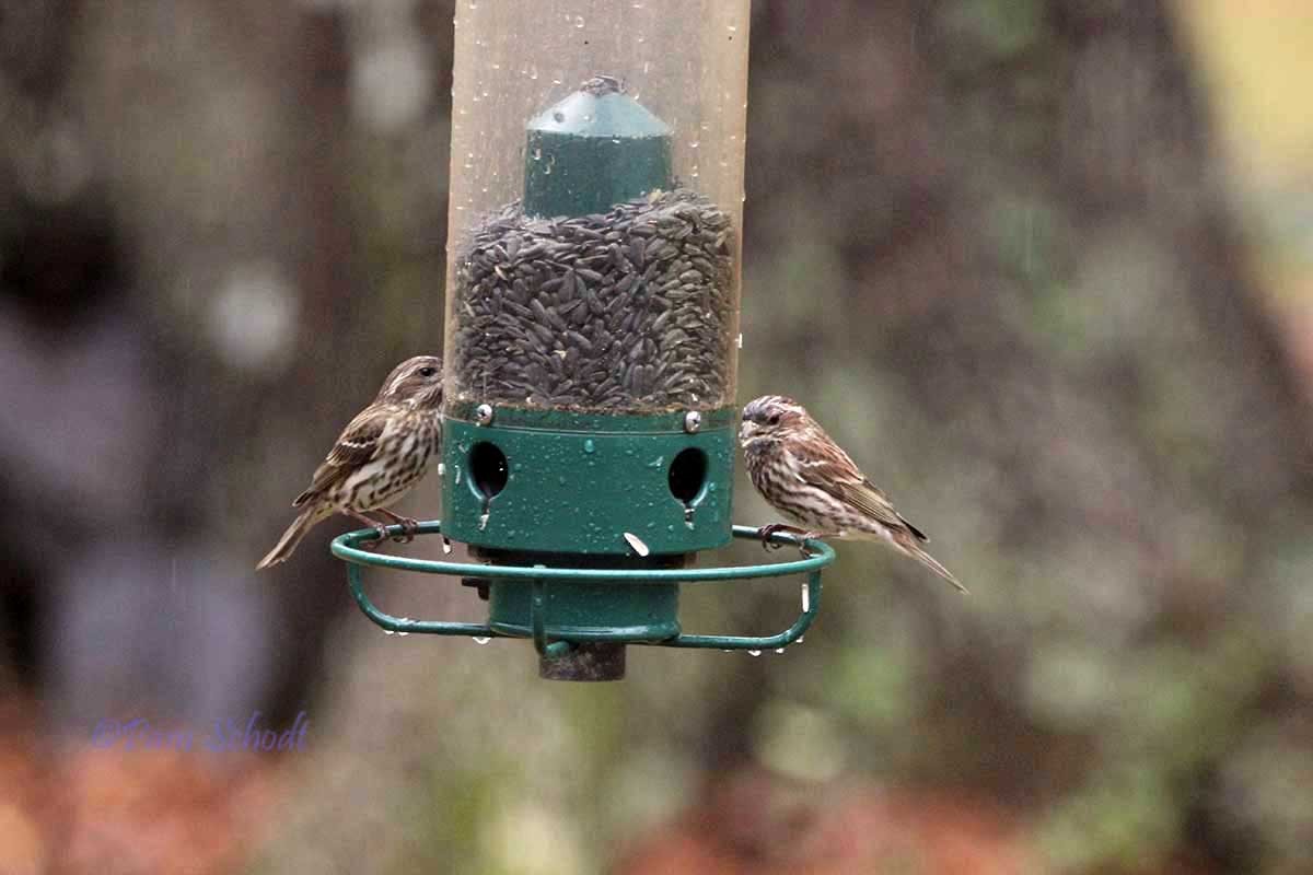 House/Purple Finch - ML536431671
