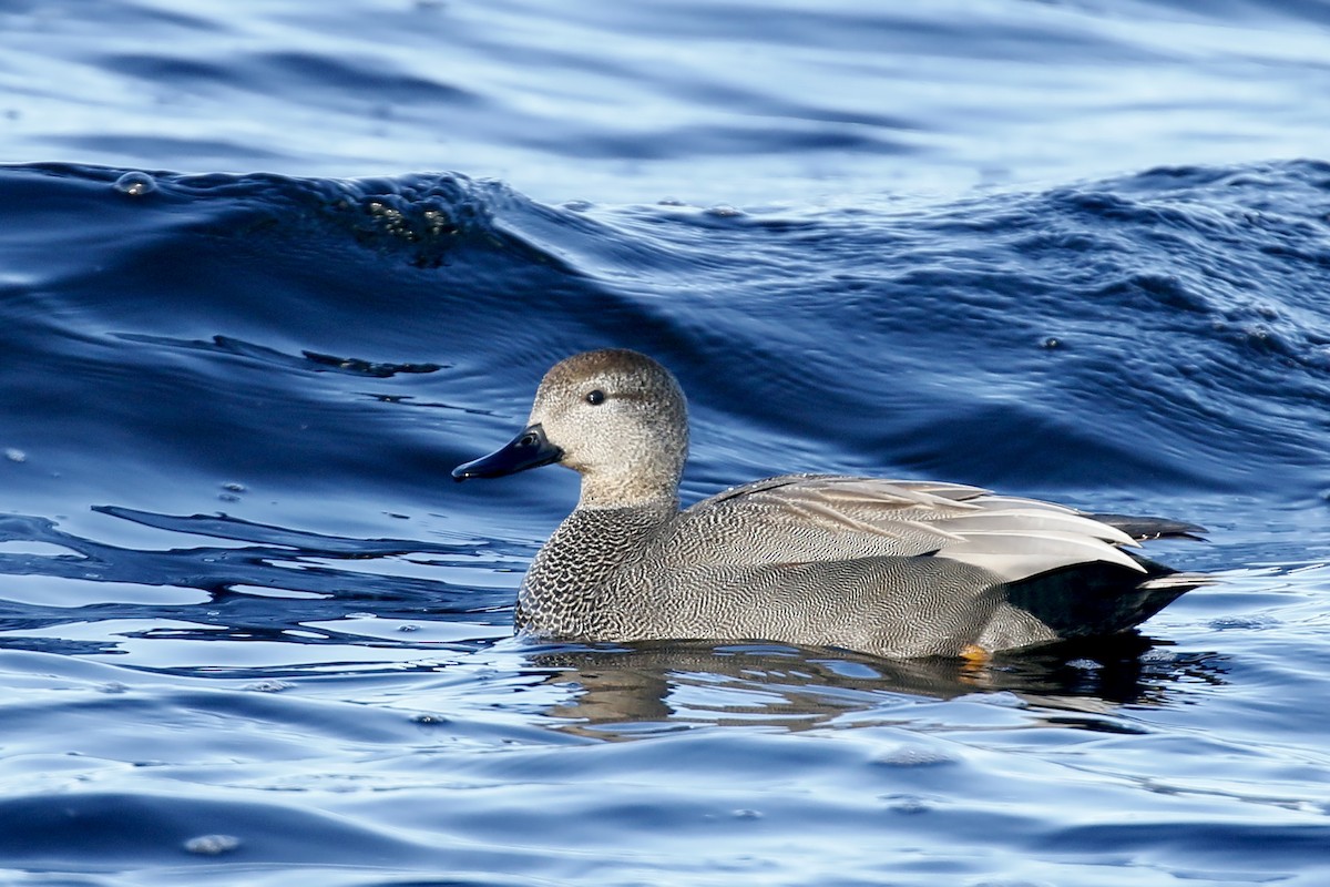 Gadwall - ML536431691