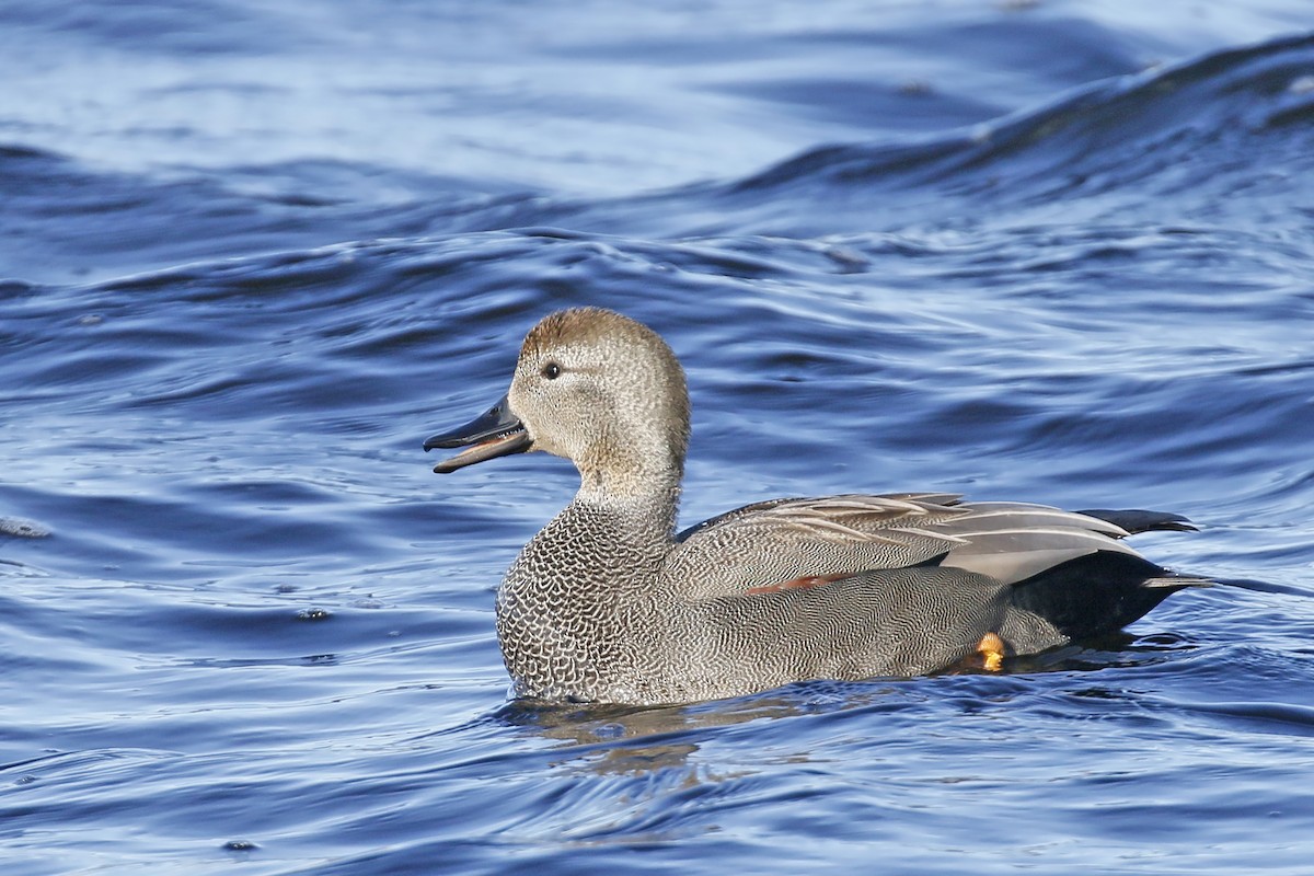 Gadwall - ML536431701