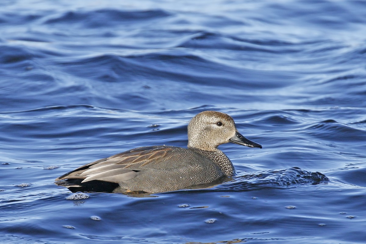 Gadwall - ML536431711