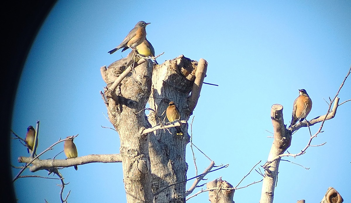 Cedar Waxwing - ML536431901