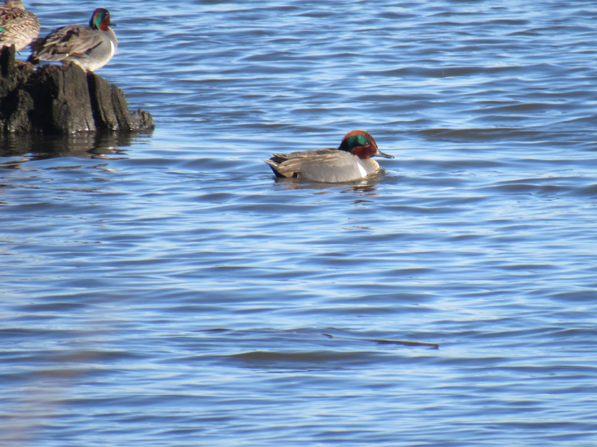 Green-winged Teal - ML536431961