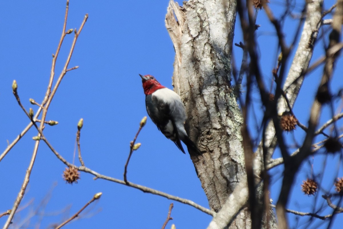 Red-headed Woodpecker - ML536432201