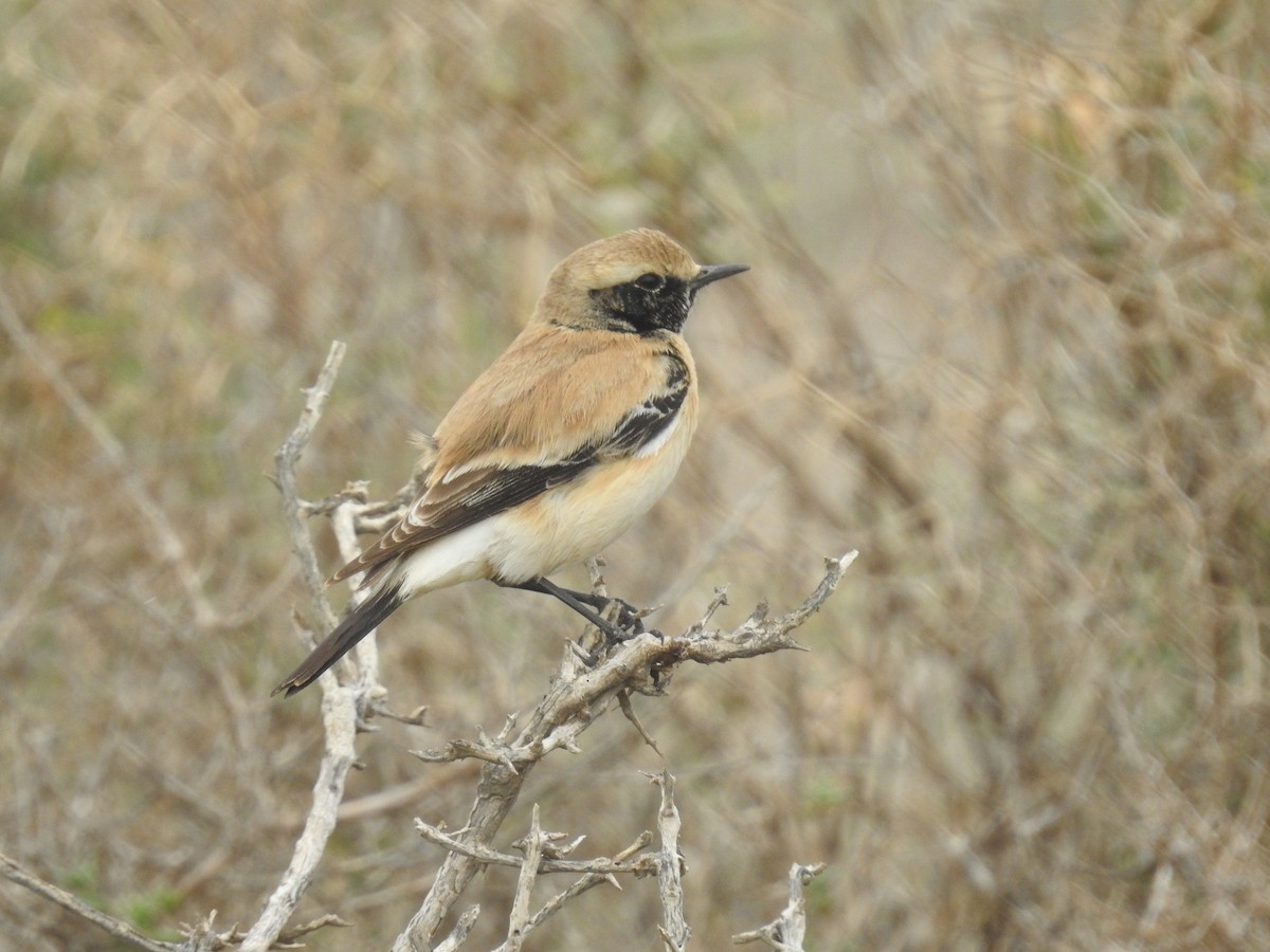 Desert Wheatear - David Cristóbal Huertas