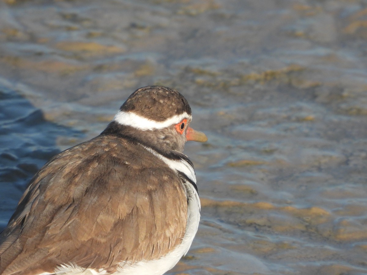 Three-banded Plover - Itay Berger