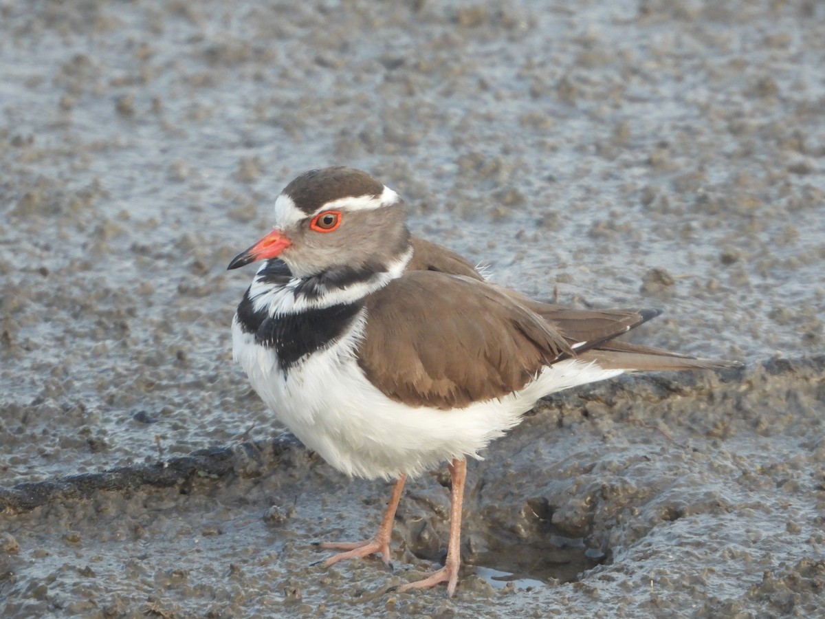 Three-banded Plover - Itay Berger