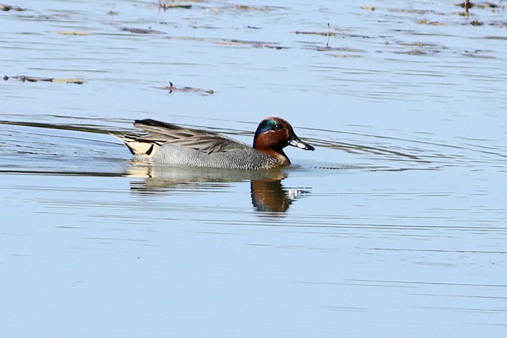 Green-winged Teal - ML536433701