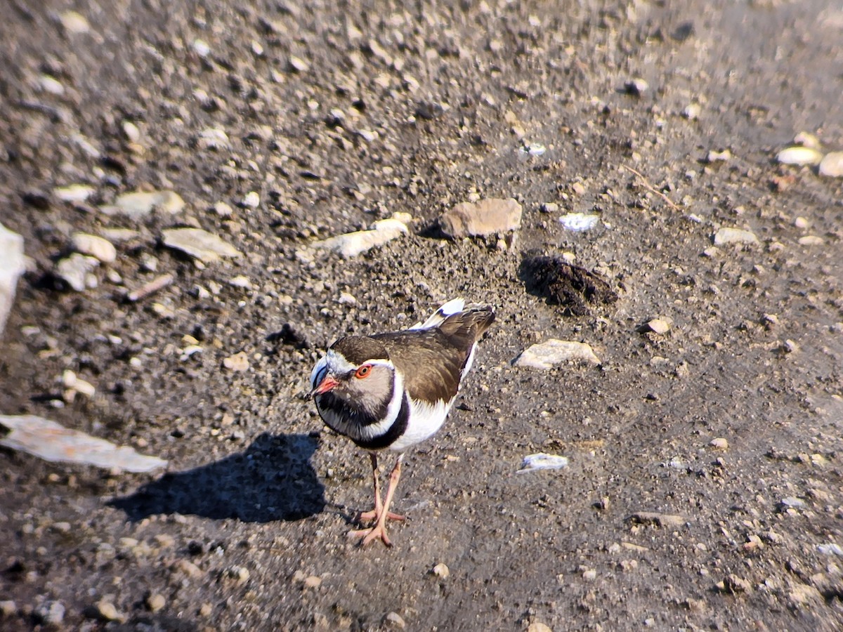 Three-banded Plover - Uriel Zohar