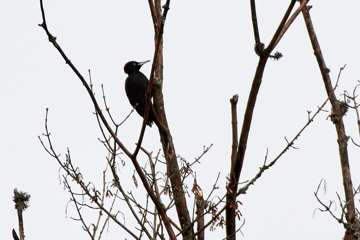 Black Woodpecker - ML536434631