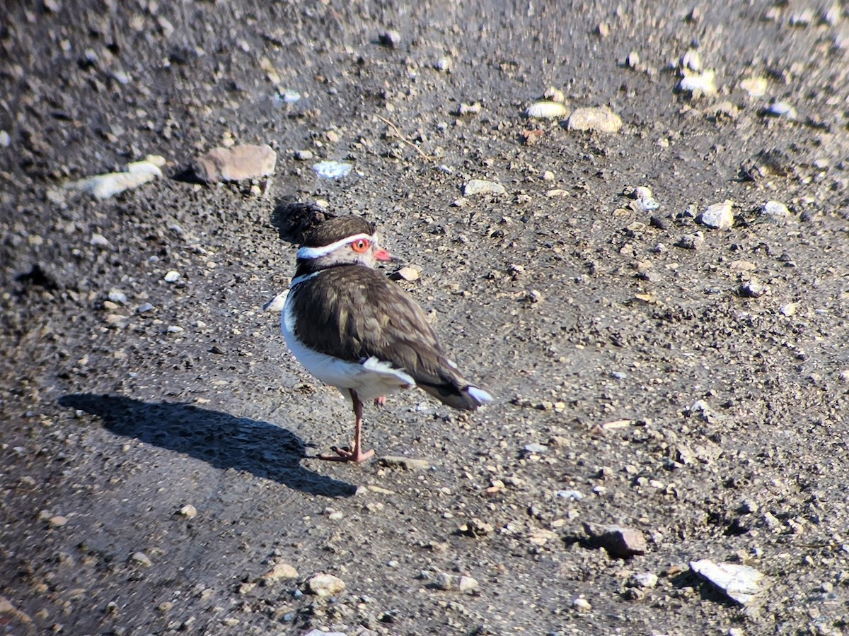 Three-banded Plover - ML536434941