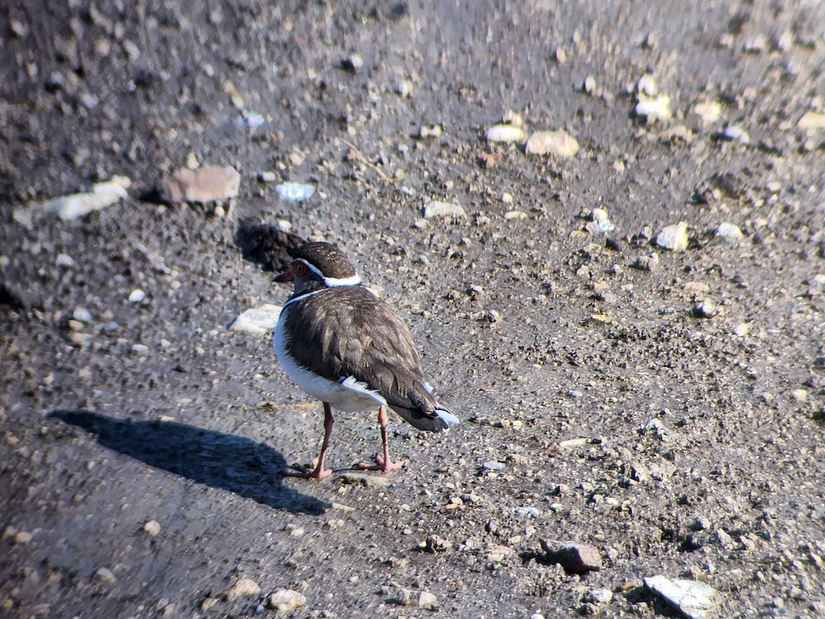 Three-banded Plover - ML536435031