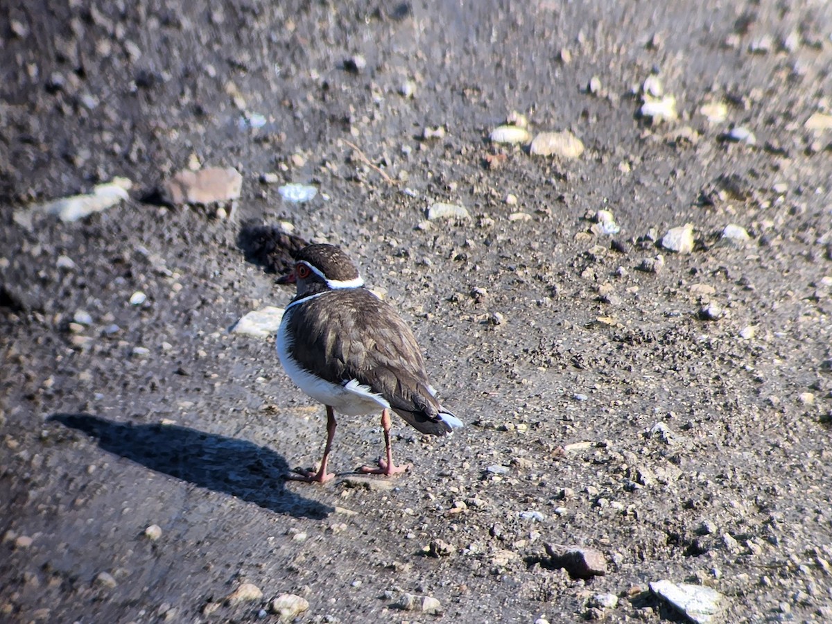 Three-banded Plover - Uriel Zohar