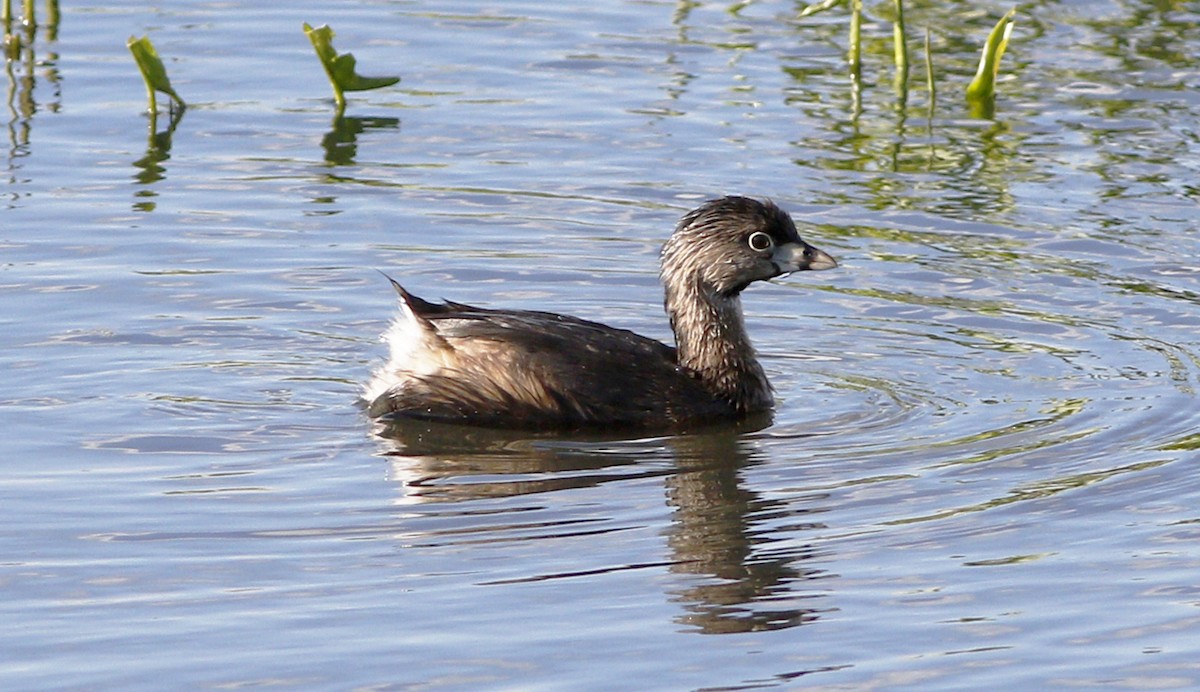 Pied-billed Grebe - Gary Jarvis