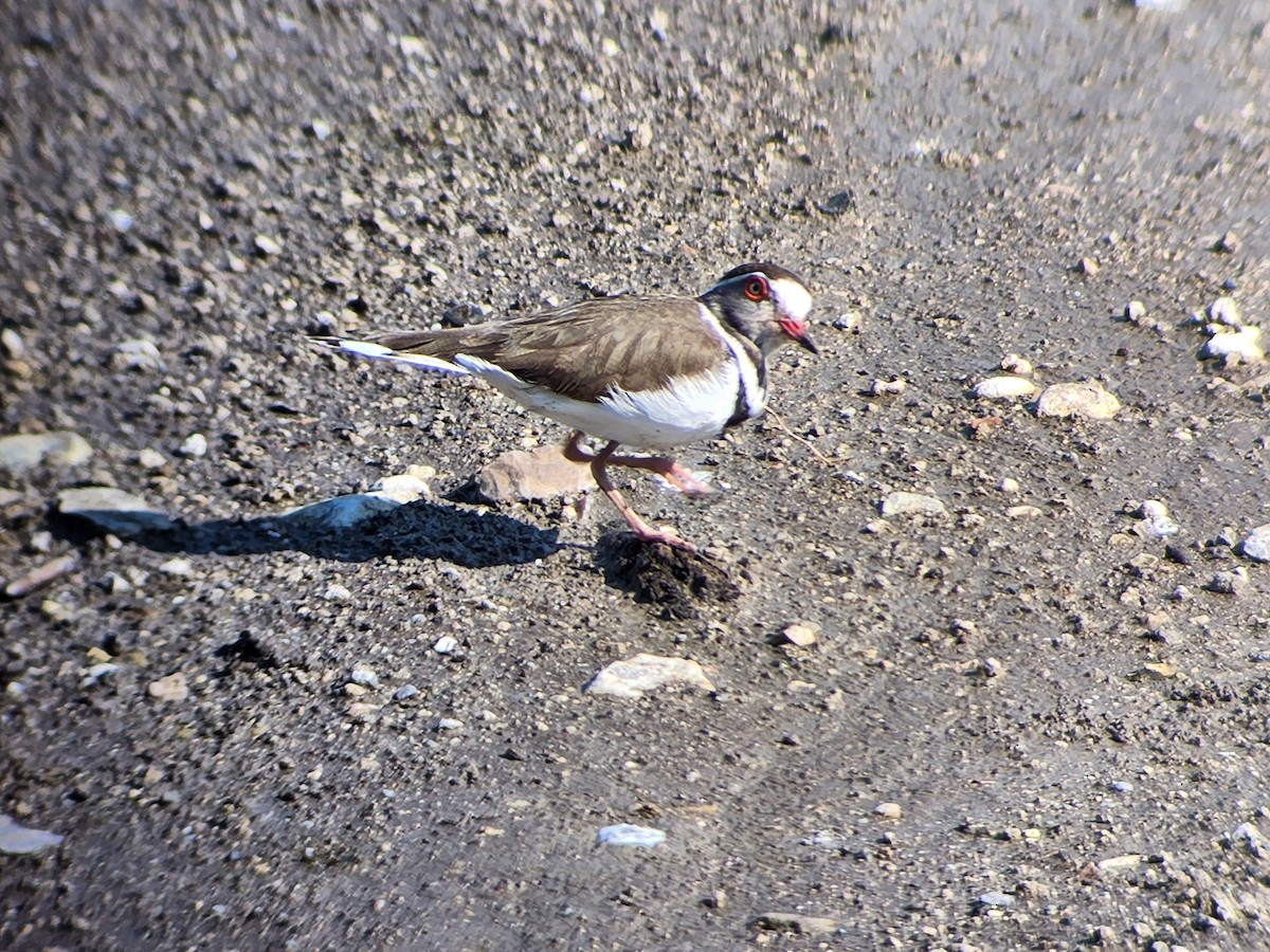 Three-banded Plover - ML536435331