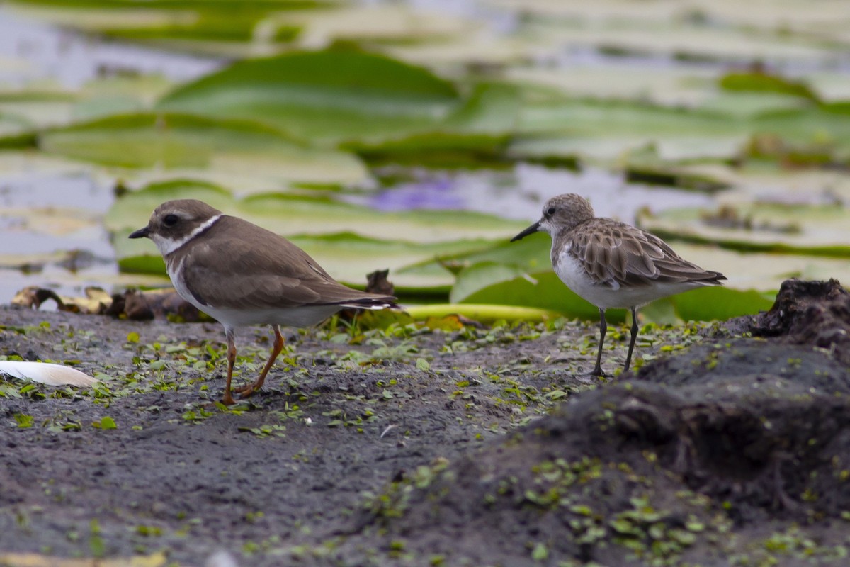 Little Stint - ML536435411