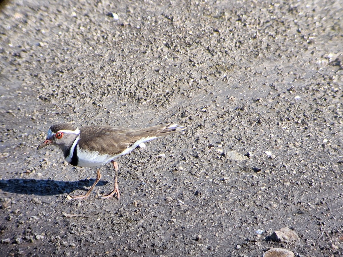 Three-banded Plover - ML536435591