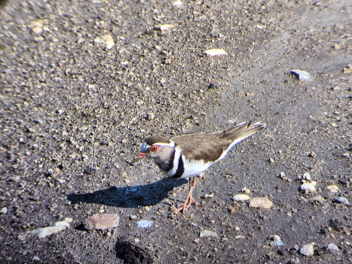 Three-banded Plover - ML536435731
