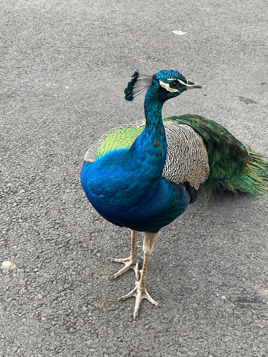 Indian Peafowl - ML536436201