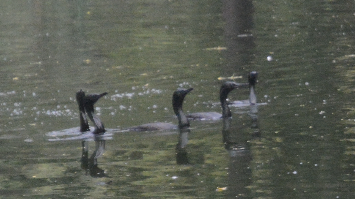 Little Cormorant - Anup Chavda