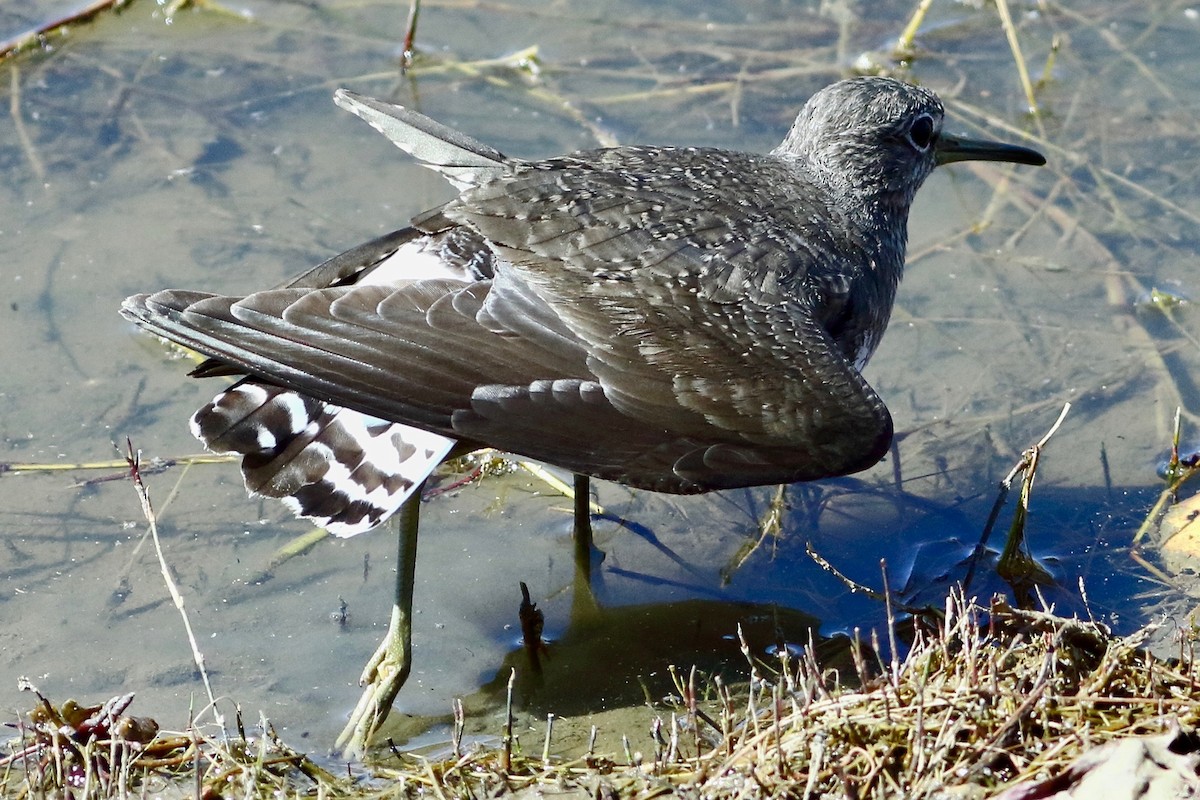 Green Sandpiper - ML536436821