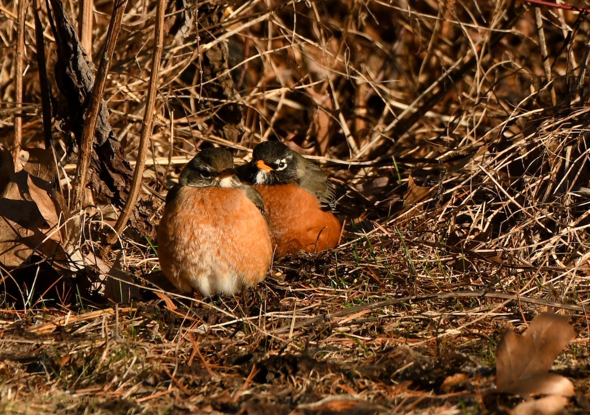 Zozo papargorria - ML536436861