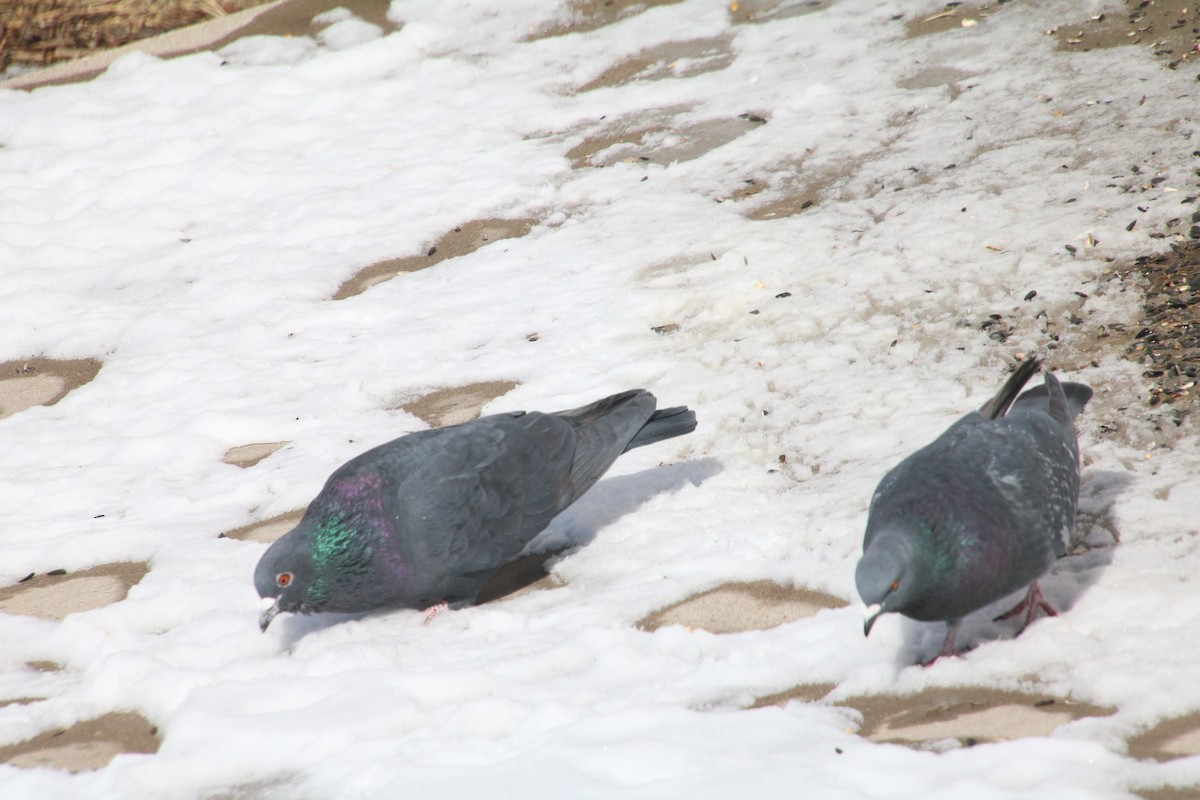 Rock Pigeon (Feral Pigeon) - Betsy Moore