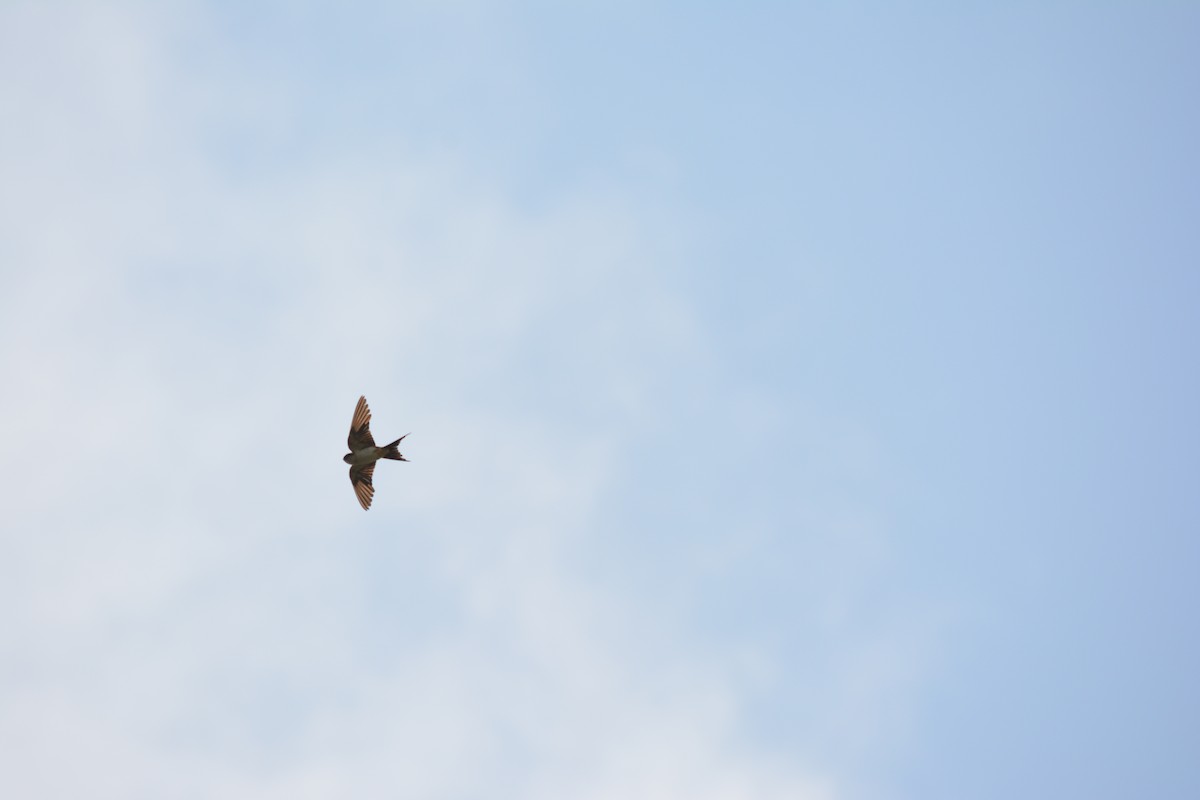 Red-rumped Swallow - Anup Chavda