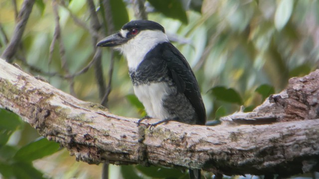 Guianan Puffbird - ML536439061