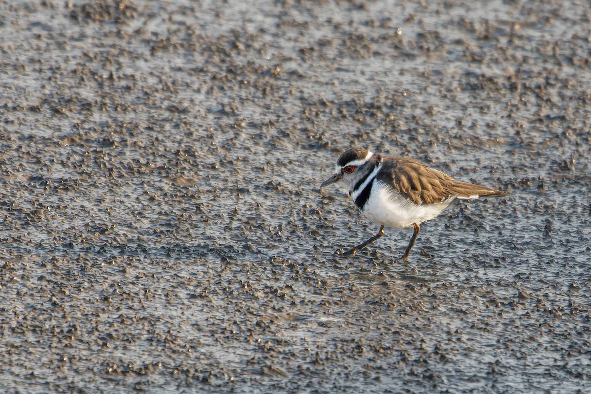 Three-banded Plover - ML536440141