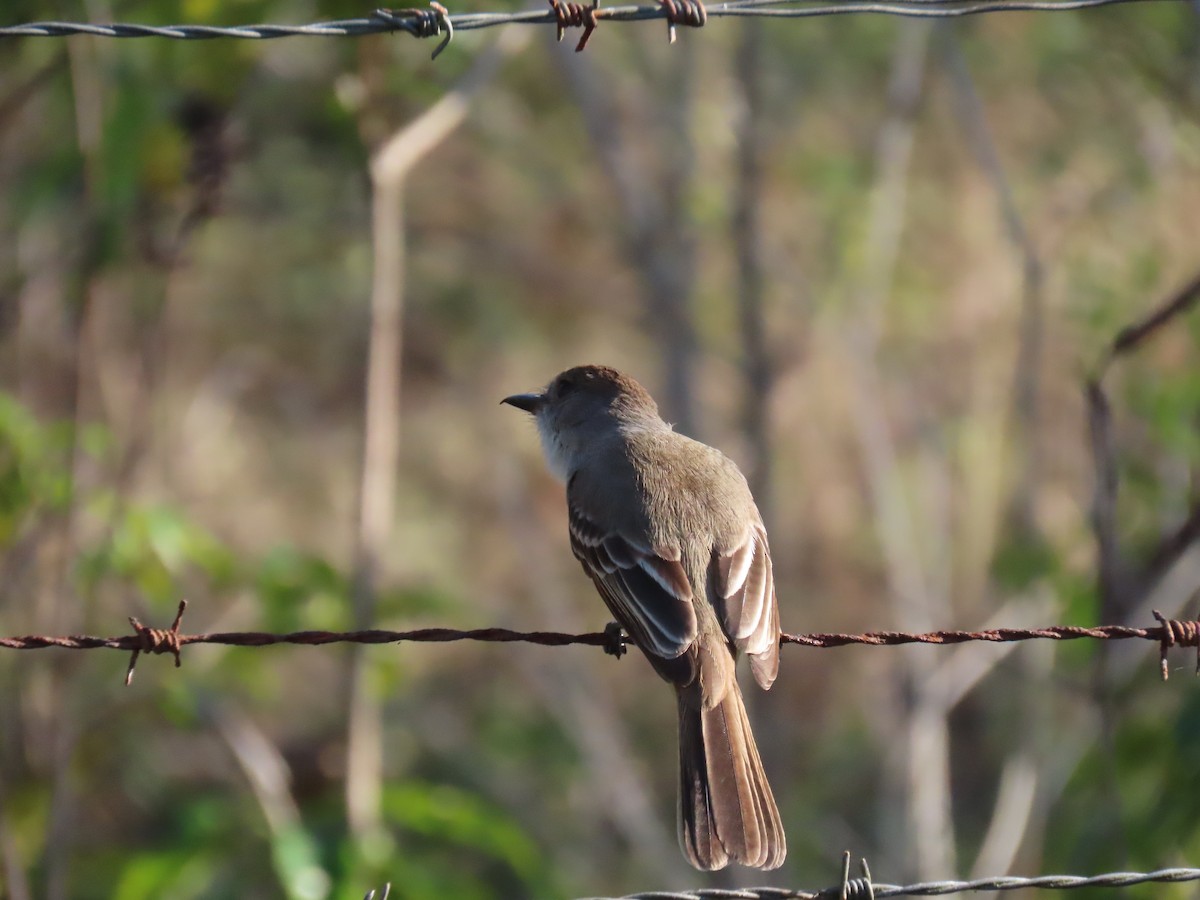 La Sagra's Flycatcher - ML536441551