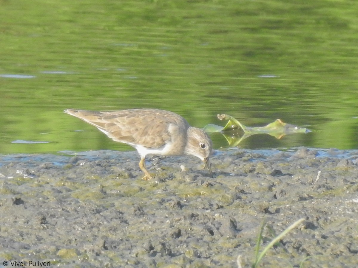 丹氏濱鷸 - ML536442171