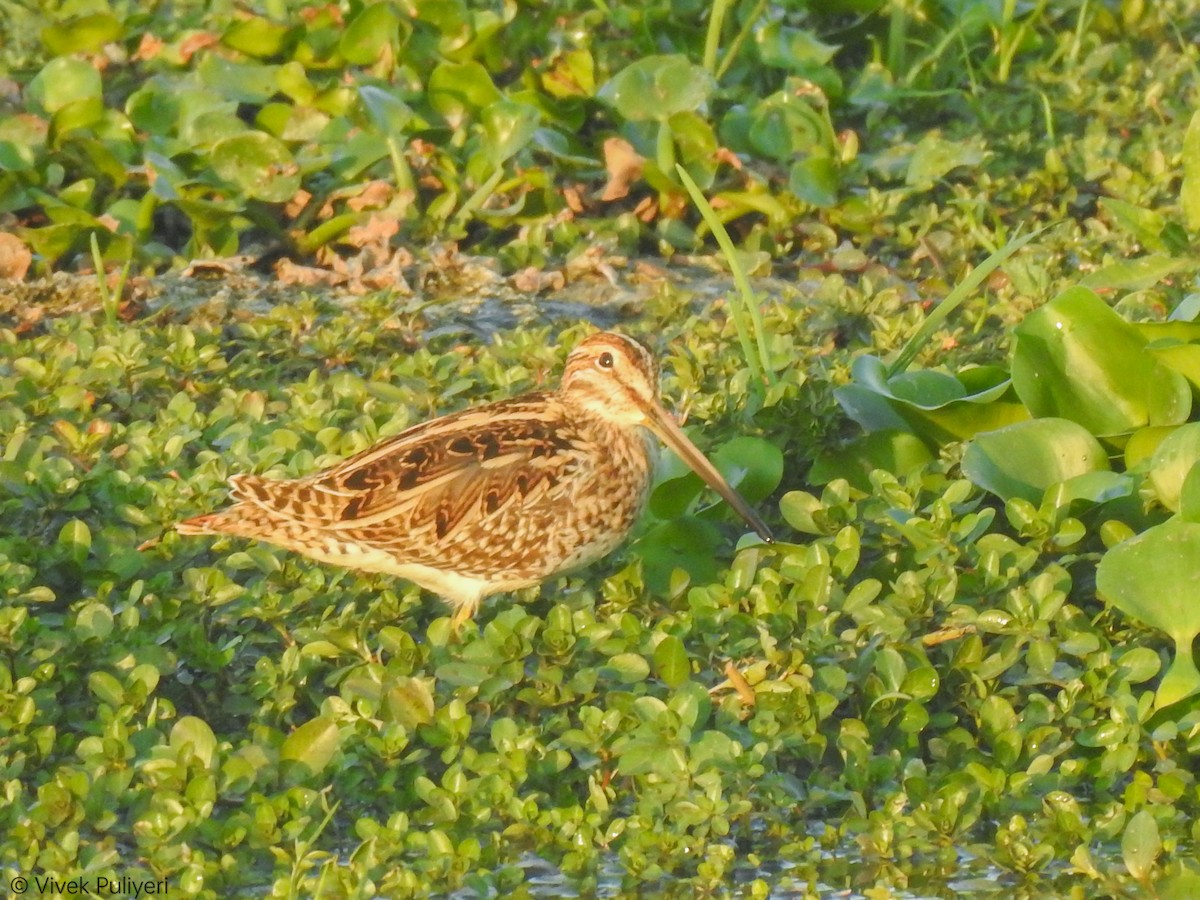 田鷸 - ML536442311