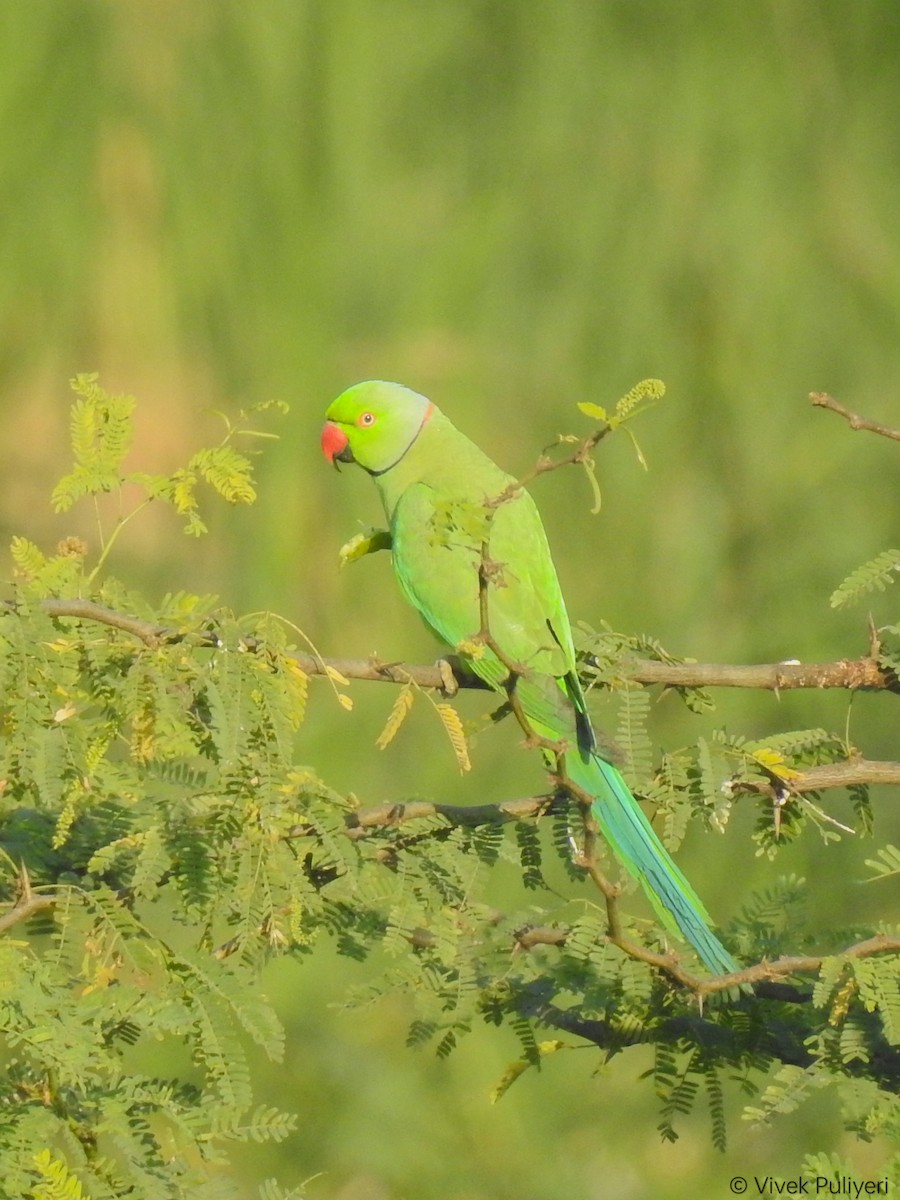 紅領綠鸚鵡 - ML536442351