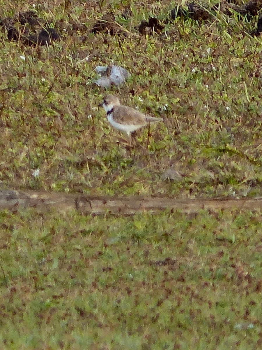 Collared Plover - ML536442531