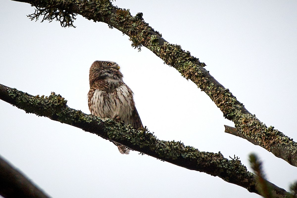Eurasian Pygmy-Owl - ML536442911