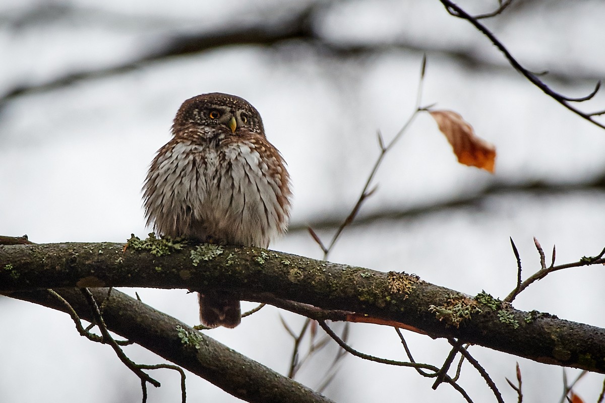 Eurasian Pygmy-Owl - ML536442921