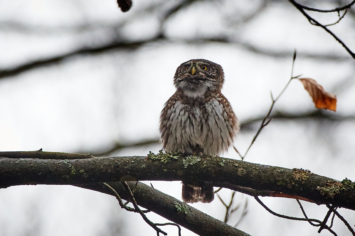 Eurasian Pygmy-Owl - ML536442931