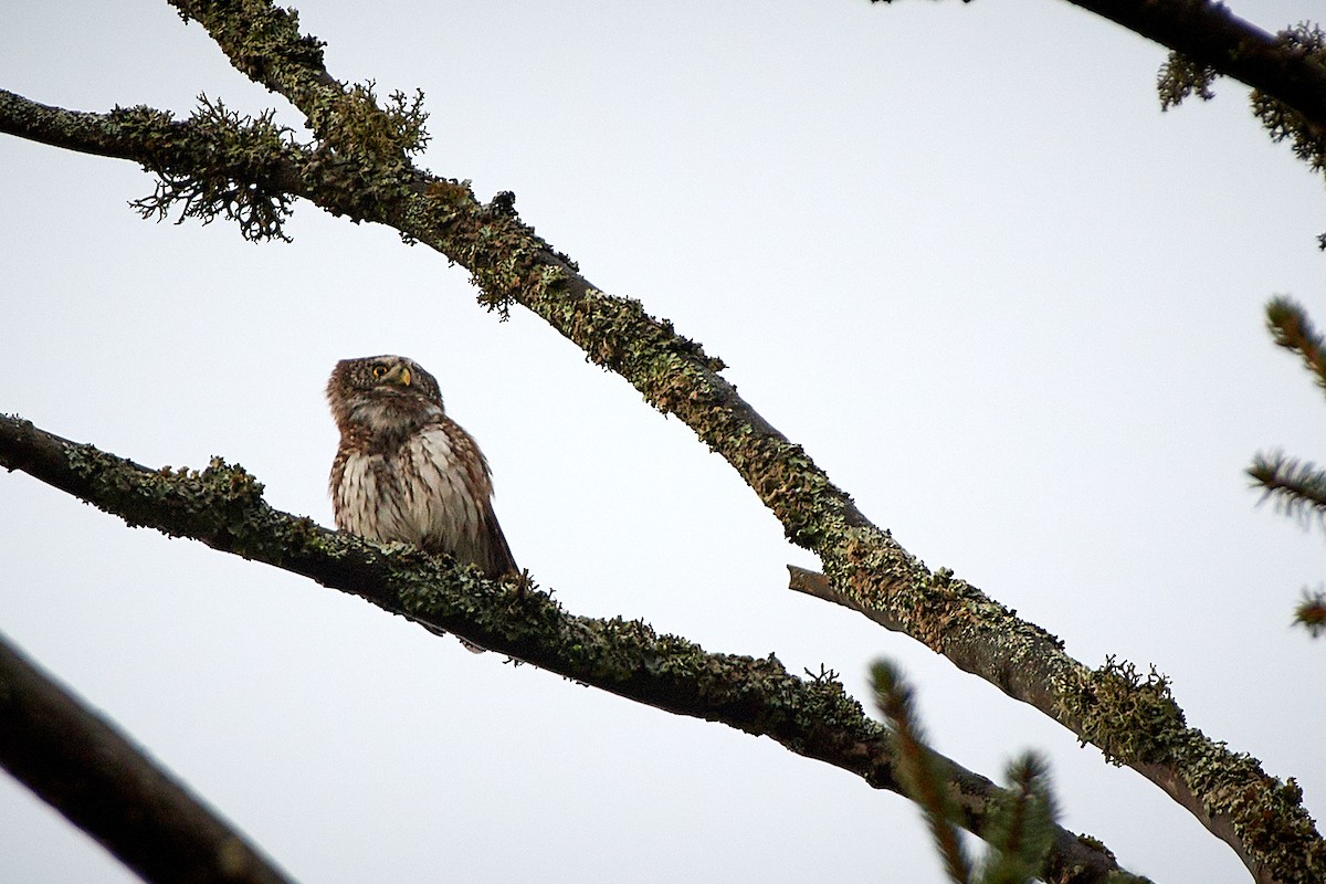 Eurasian Pygmy-Owl - Tomáš Grim
