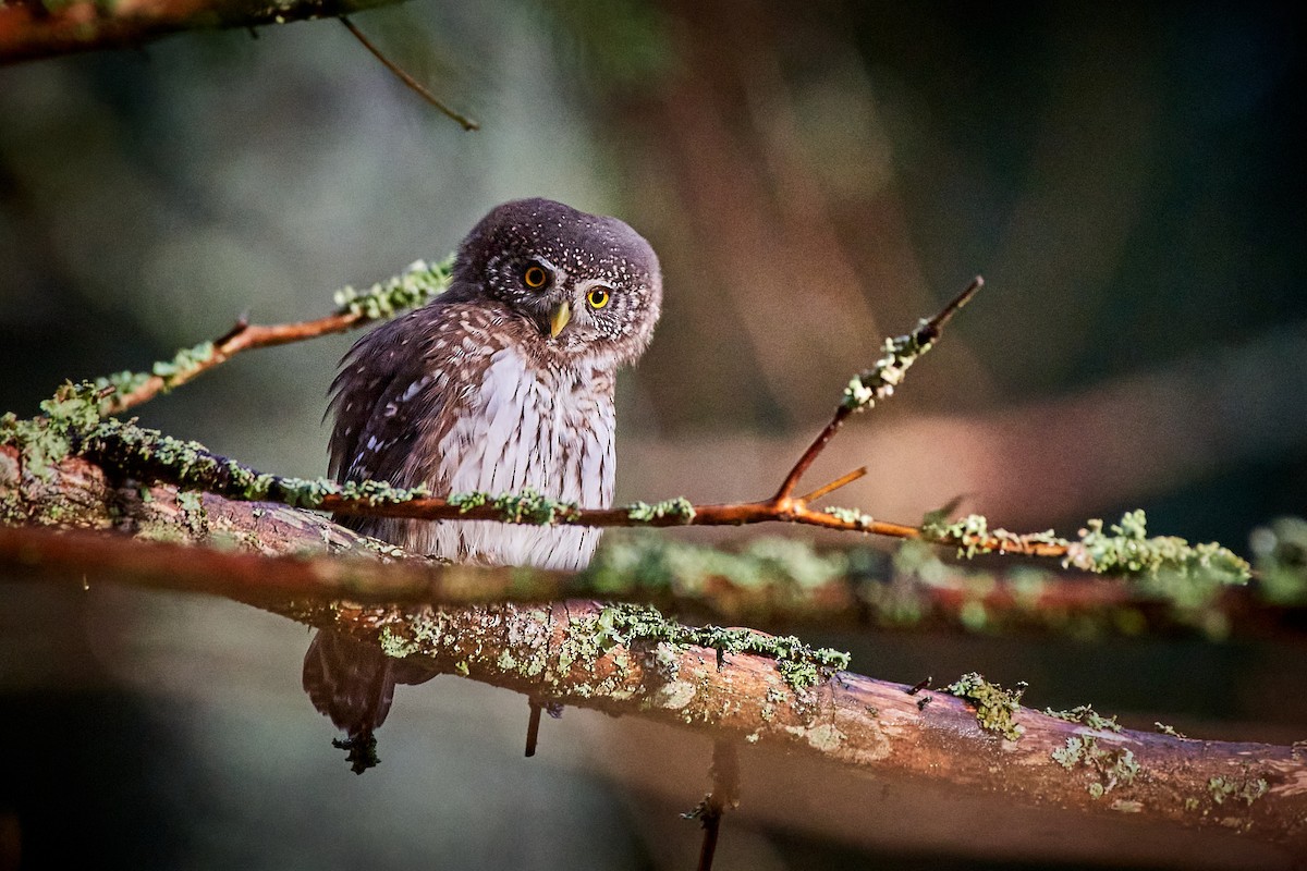 Eurasian Pygmy-Owl - ML536442981
